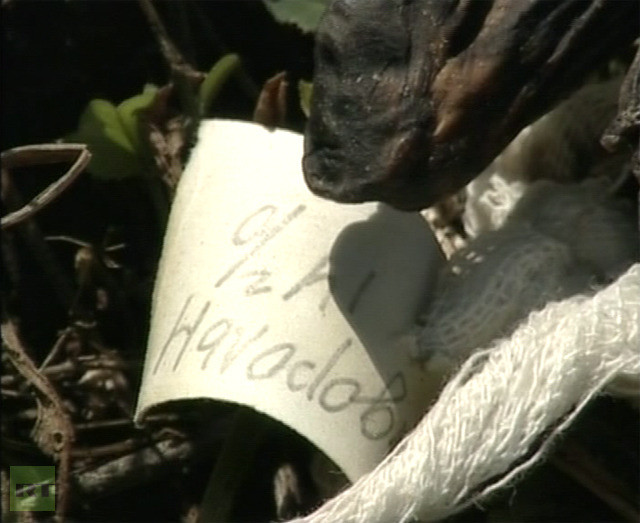 Các nhãn được tìm thấy trên tay hoặc chân của các bào thai. Các nhãn được tìm thấy trên tay hoặc chân của các bào thai.