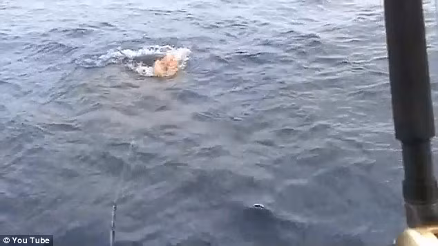 Một trong hai con cá mập hổ lao tới xẻ thịt con cá marlin.