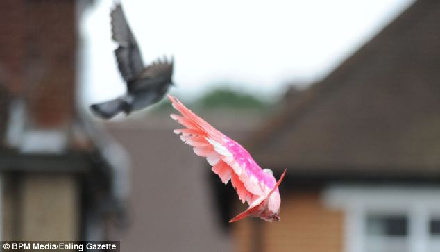 Nhưng các chuyên gia cho rằng khi thường xuyên ăn thức ăn có nồng độ cao chất beta carotene và canthaxanthin (phẩm màu tự nhiên vô hại) cũng có thể làm thay đổi màu sắc của lông chim. Nhưng các chuyên gia cho rằng khi thường xuyên ăn thức ăn có nồng độ cao chất beta carotene và canthaxanthin (phẩm màu tự nhiên vô hại) cũng có thể làm thay đổi màu sắc của lông chim.