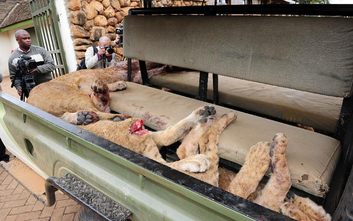 Các nhân viên kiểm lâm tại công viên bảo tồn động vật hoang dã Kenya đã lên đường tìm kiếm lũ sư tử sau khi nhận được tin báo chúng đi lạc tới khu dân cư.