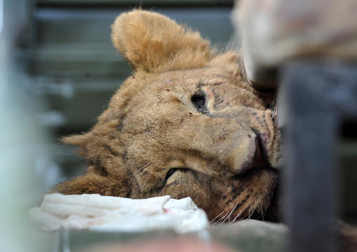 Mỗi năm, tại Kenya có khoảng 100 con sư tử hoang dã bị giết hại vì nhiều lý do khác nhau.