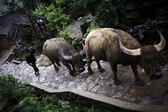 Một cậu bé chăn trâu tại Sapa ngày 23/5/2011