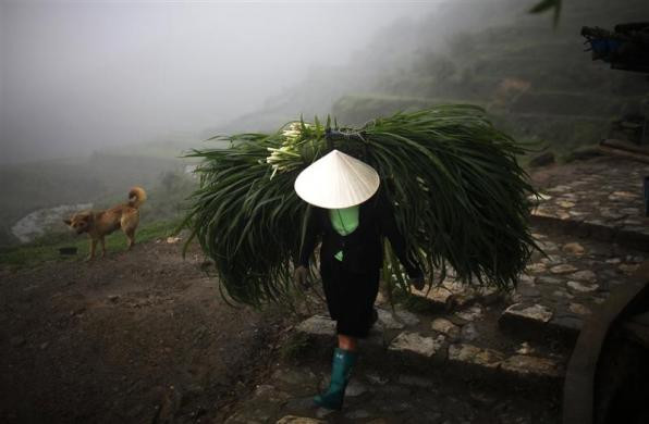 Nông dân đội cỏ về nuôi trâu tại Sapa ngày 23/5/2011