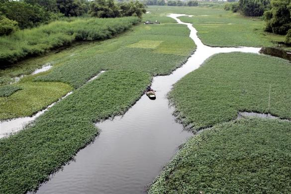 Nông dân chở rau bằng thuyền tre trên sông Đáy thuộc làng Mai Lĩnh, ngoại ô Hà Nội ngày 25/8/2007