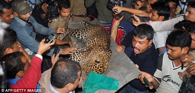 Con báo đi lạc bị lực lượng an ninh địa phương khống chế sau khi gây thương tích cho 4 người Con báo đi lạc bị lực lượng an ninh địa phương khống chế sau khi gây thương tích cho 4 người