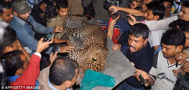 Con báo đi lạc bị lực lượng an ninh địa phương khống chế sau khi gây thương tích cho 4 người