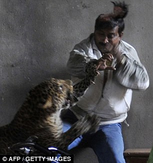 Người đàn ông tuyệt vọng dùng tay chống đỡ các đòn tấn công sắc bén của con báo trưởng thành Người đàn ông tuyệt vọng dùng tay chống đỡ các đòn tấn công sắc bén của con báo trưởng thành