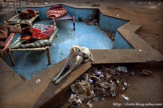 Một bể bơi cạn được trưng dựng làm chỗ ngủ Một bể bơi cạn được trưng dựng làm chỗ ngủ