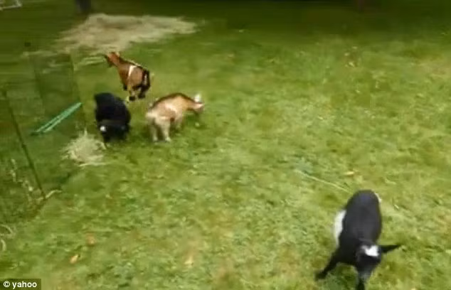 Nó nhảy qua đầu một con dê cùng màu để thu hút sự chú ý.