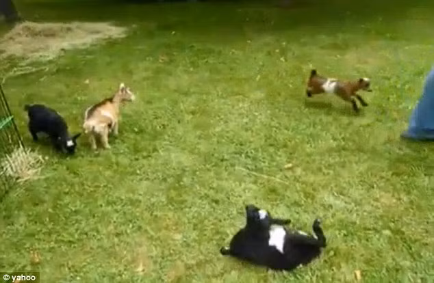 Tuy nhiên, nó bị tố phân biệt chủng tộc khi nhắm mục tiêu tấn công những con dê màu đen, khác màu với nó.