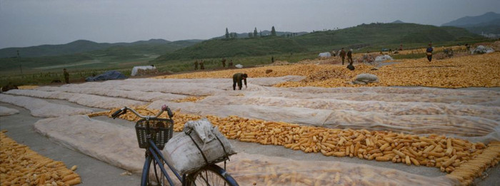 Người dân phơi bắp ngô tại một trang trại ở Kaesong. Người dân phơi bắp ngô tại một trang trại ở Kaesong.