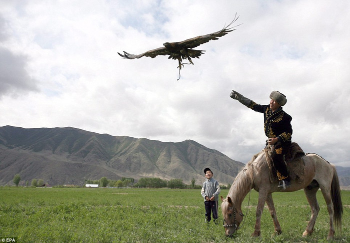 Talgarbek Shajbyrov thả đại bàng vàng của mình cho nó hưởng chút tự do tại làng Bokonbaevo, Kyrgyzstan trong sự thích thú của cậu con trai nhỏ đứng cạnh. Talgarbek Shajbyrov thả đại bàng vàng của mình cho nó hưởng chút tự do tại làng Bokonbaevo, Kyrgyzstan trong sự thích thú của cậu con trai nhỏ đứng cạnh.
