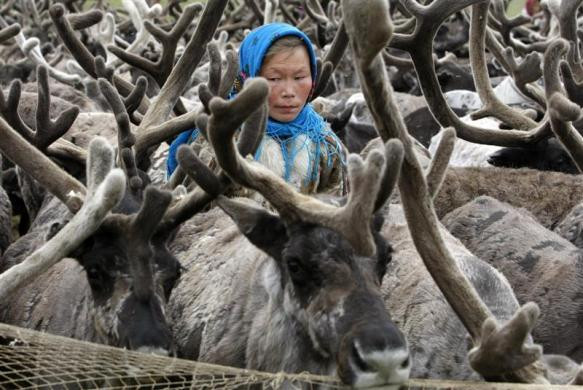 Phụ nữ Nenets chăm sóc hươu trên bán đảo Yamal Phụ nữ Nenets chăm sóc hươu trên bán đảo Yamal