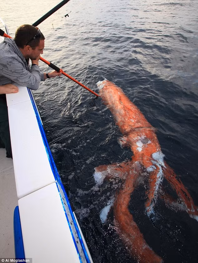 Xác của con mực khổng lồ vô cùng hiếm gặp trôi nổi trên vùng biển ngoài khơi nước Australia.