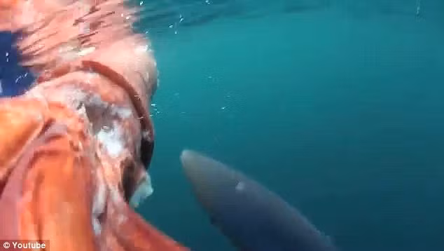 Nguyên nhân khiến con mực khổng lồ chết vẫn chưa được làm rõ.