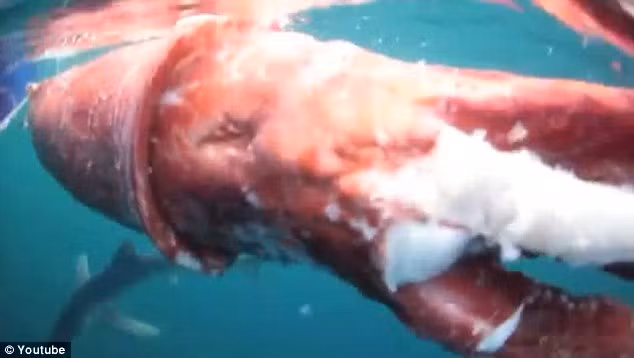 Con cá mập xanh chuẩn bị tiến lại gần con mực dài 3,9m.