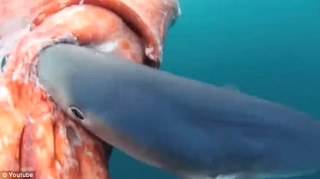 Nó không ngại ngần đớp một miếng mực còn tươi