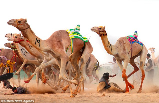 Những con lạc đà được huấn luyện chạy chậm khoảng 2km đầu và sau đó sẽ phi nước đại.