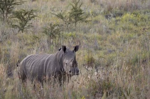 Tê giác trắng đi trong hoàng hôn trong công viên quốc gia Pilanesberg ngày 19/4/2012.