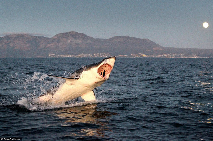 Bộ ảnh này được thực hiện bởi nhiếp ảnh gia người Anh Dan Callister. Ông thường xuyên đến đảo Seal gần Cape Town để chụp những bức ảnh ngoạn mục như thế này.