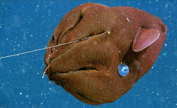 Trên thân mực ma cà rồng có hai cái vây giống như tai. Nhờ chiếc "tai" này mà nó có thể di chuyển trong nước.