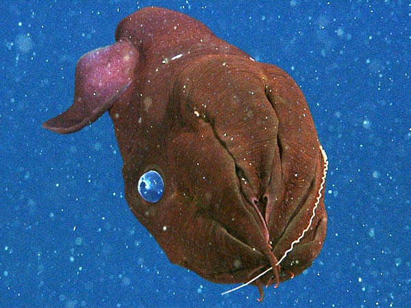 Cơ thể của mực ma cà rồng mềm và sền sệt giống như một con sứa hơn là một con mực.