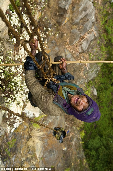 Trong khi đó, mật ong Apis laboriosa đôi khi được làm từ phấn loài hoa đỗ quyên độc hại khiến người ăn phải nó bị chuột rút đau đớn. Trong khi đó, mật ong Apis laboriosa đôi khi được làm từ phấn loài hoa đỗ quyên độc hại khiến người ăn phải nó bị chuột rút đau đớn.