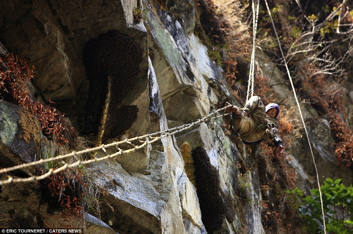 Đồ bảo hộ duy nhất của những người khai thác mật này là những chiếc thang dây tạm bợ. Đồ bảo hộ duy nhất của những người khai thác mật này là những chiếc thang dây tạm bợ.