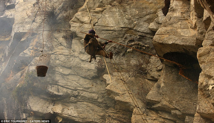 Họ sử dụng chiếc gậy tre mài nhọn 1 đầu để cắt tổ ong trước khi chọc nó rơi xuống đất để những người khác lấy mật. Họ sử dụng chiếc gậy tre mài nhọn 1 đầu để cắt tổ ong trước khi chọc nó rơi xuống đất để những người khác lấy mật.