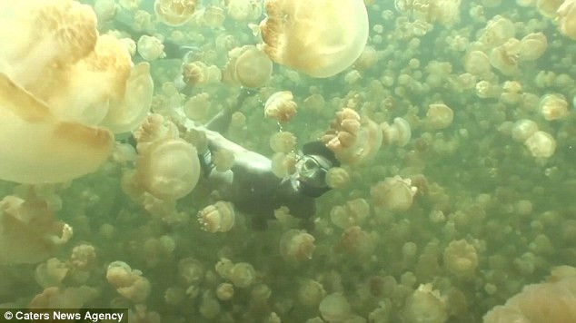 Chúng vẫn có thể đốt bạn, nhưng những vết cắn hoàn toàn vô hại. Chúng vẫn có thể đốt bạn, nhưng những vết cắn hoàn toàn vô hại.