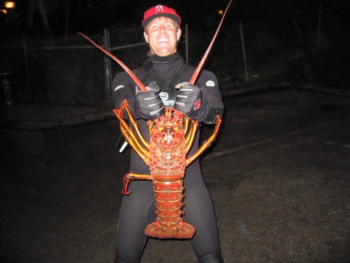 Tôm hùm cỡ đại được bắt ở vịnh Massion tháng 12/2011.