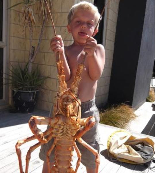 Tôm hùm được bắt ở New Zealand