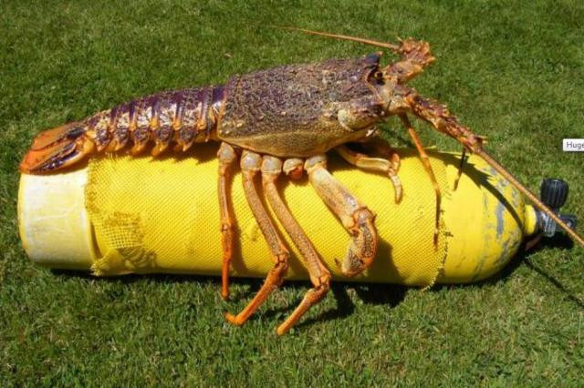 Tôm hùm được bắt ở New Zealand