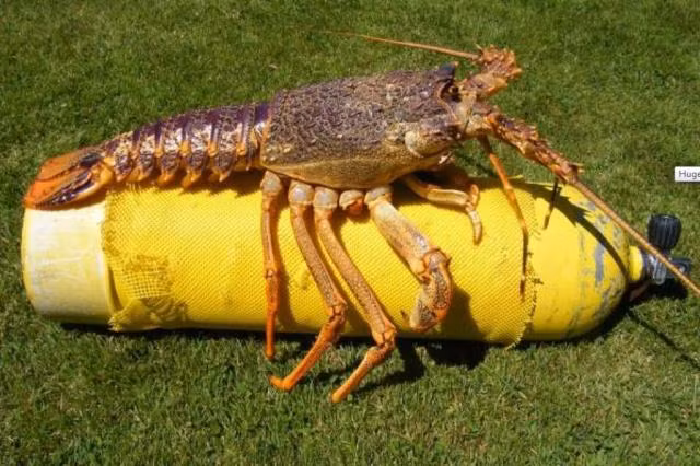 Tôm hùm được bắt ở New Zealand Tôm hùm được bắt ở New Zealand