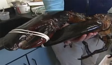 Con tôm hùm nặng 12 kg được bắt tại bang Maine, Mỹ tháng 2/2012 Con tôm hùm nặng 12 kg được bắt tại bang Maine, Mỹ tháng 2/2012