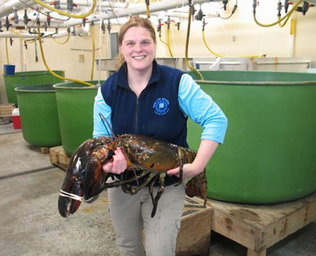 Con tôm hùm nặng 12 kg được bắt tại bang Maine, Mỹ tháng 2/2012