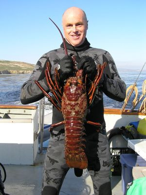 Con tôm hùm bị bắt gần Ventura, California, Mỹ tháng 3/2009.