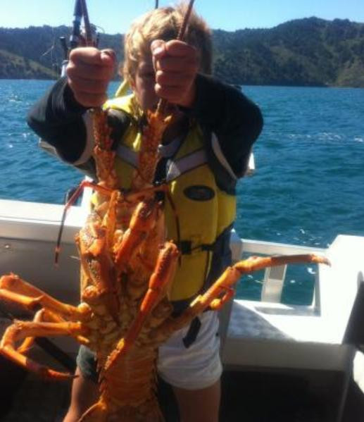 Tôm hùm bắt ở New Zealand