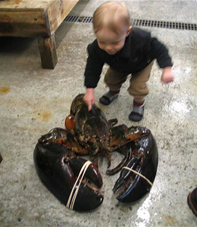 Con tôm hùm nặng 12 kg được bắt tại bang Maine, Mỹ tháng 2/2012