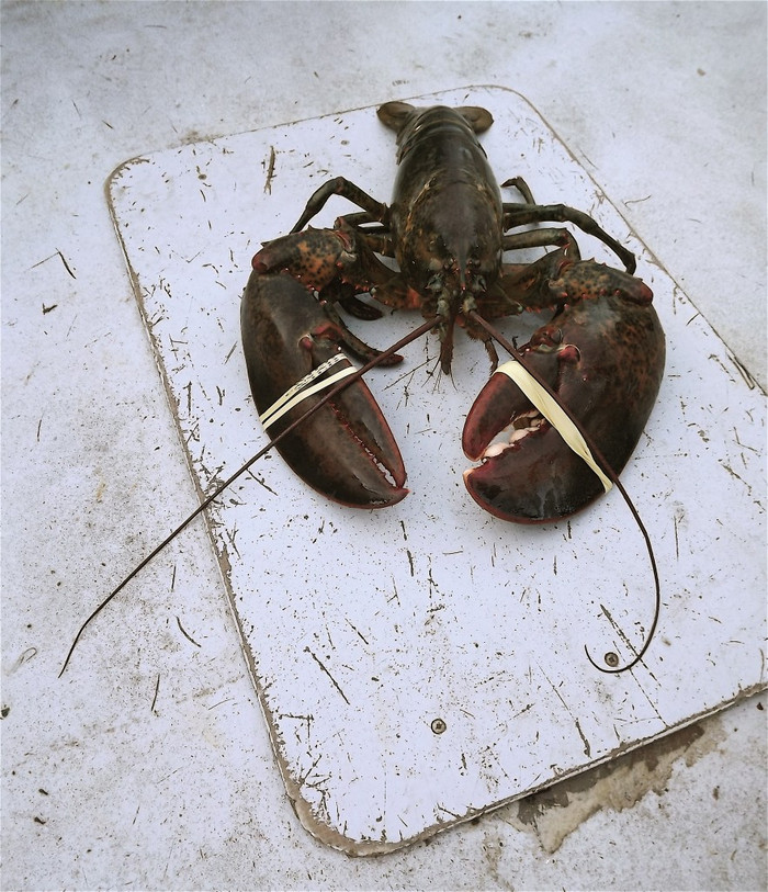 Con tôm hùm nặng 8.5 kg được ngư dân tên là Blaine Bond bắt trong tháng 12/2011