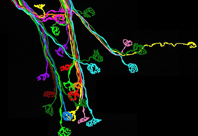 Những con đường này sau đó được các nhà khoa học sử dụng để lập ra bản đồ 3D của mạng lưới phức tạp hình thành lên não bộ của chúng ta. Những con đường này sau đó được các nhà khoa học sử dụng để lập ra bản đồ 3D của mạng lưới phức tạp hình thành lên não bộ của chúng ta.