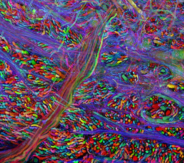 Trong một thời gian dài, các nhà nghiên cứu đã tin rằng não bộ được tạo thành bởi những sợi dây rối, nhưng giờ đây, họ biết rằng chúng được sắp xếp giống như một bàn cờ. Trong một thời gian dài, các nhà nghiên cứu đã tin rằng não bộ được tạo thành bởi những sợi dây rối, nhưng giờ đây, họ biết rằng chúng được sắp xếp giống như một bàn cờ.
