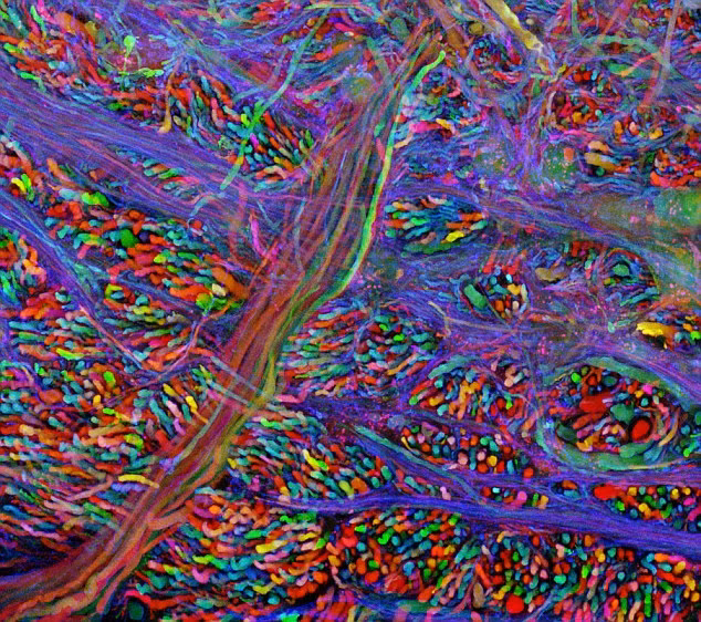 Trong một thời gian dài, các nhà nghiên cứu đã tin rằng não bộ được tạo thành bởi những sợi dây rối, nhưng giờ đây, họ biết rằng chúng được sắp xếp giống như một bàn cờ.