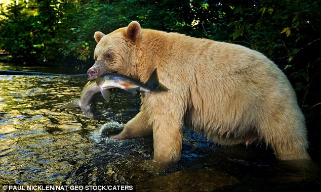 "Tôi ở trong rừng này suốt 2 tháng mà không gặp nó lần nào. Và khi tôi chuẩn bị bỏ cuộc thì không thể tin được, nó xuất hiện cách tôi vài mét khi nó đang bắt một con cá và ăn" - ông Nicklen kể lại.