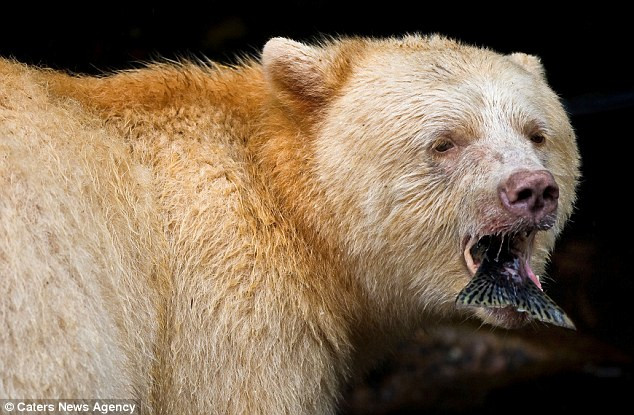 Để bảo vệ sinh vật quý hiếm này, chính quyền Canada tuyên bố sẽ xử phạt 100.000 dollar Canada (CAD) cho bất kỳ hành vi nào gây tổn hại tới nó.