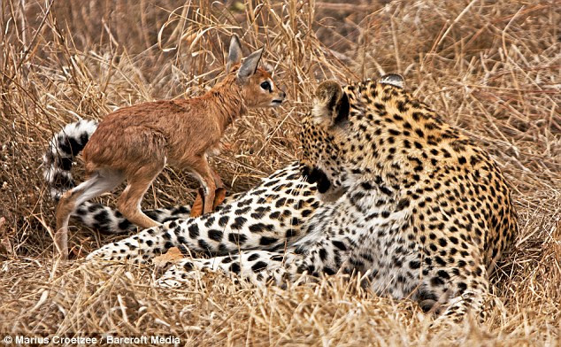 Tuy nhiên, tình bạn ngắn ngủi này chỉ kéo dài 45 phút tới khi con báo lộ rõ bản chất của mình và xé xác con mồi nhỏ bé. Tuy nhiên, tình bạn ngắn ngủi này chỉ kéo dài 45 phút tới khi con báo lộ rõ bản chất của mình và xé xác con mồi nhỏ bé.