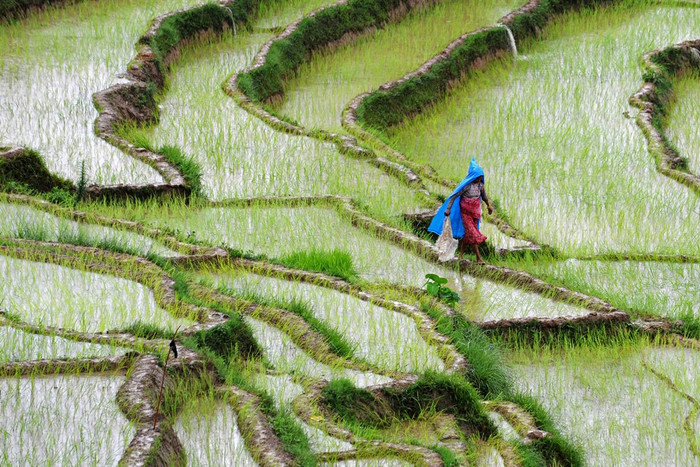 Một nông dân Nepal đi trên cánh đồng lúa gần làng Khokana, Nepal ngày 19/7. Một nông dân Nepal đi trên cánh đồng lúa gần làng Khokana, Nepal ngày 19/7.