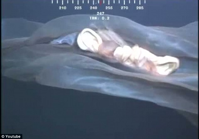 Sứa hay bào thai cá voi? Chưa ai có thể khẳng định được nguồn gốc của nó. Sứa hay bào thai cá voi? Chưa ai có thể khẳng định được nguồn gốc của nó.