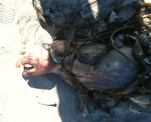 Theo các nhà nghiên cứu, đây có thể là xác của một con thú có túi ôpôt (opossum) Virginia. Theo các nhà nghiên cứu, đây có thể là xác của một con thú có túi ôpôt (opossum) Virginia.