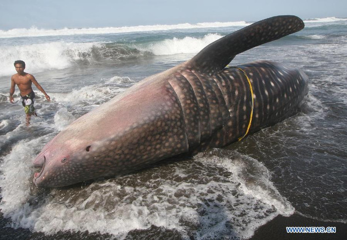 Tại Indonesia, con cá mập voi loài cá được bảo vệ theo quy định của pháp luật được ban hành vào năm 1990.